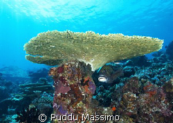 nikon d2x 12-24mm by Puddu Massimo 